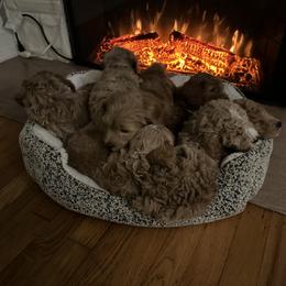 Assorted Doodle Crosses, Aussiedoodle, Bernedoodle, Goldendoodle, and Sheepadoodle Puppies from Happy Top Doodles