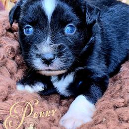 Perry - Black & white male Miniature Australian Shepherd puppy in Ennis, Texas from God’s Little Aussies