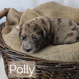 Polly - Merle-sable female Saint Berdoodle puppy in Battle Ground, Washington from Mad Hatter Farms Saint Berdoodles