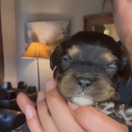 Black And Tan Boy with white tipped tail. - Black and tan male Cavalier King Charles Spaniel puppy in Columbia, South Carolina from Columbia Cavaliers