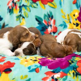 Dachshund puppies from Matilda Jane’s Dachshunds