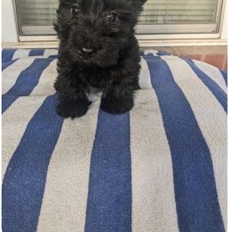 Blackie - Black female Scottish Terrier puppy in Chattanooga, Tennessee from Oodles of Cuties!