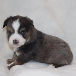 Blue-Eyed Blue Merle Male 2 - Blue merle male Toy Australian Shepherd puppy in Leighton, Alabama from Isbell Land & Livestock, LLC