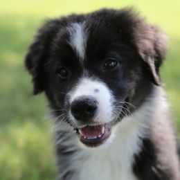 Australian Shepherd and Miniature Australian Shepherd Puppies from Ridgestar Aussies
