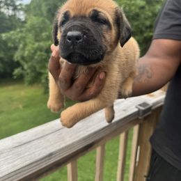 Cane Corso Puppies from Gentle giant kennels