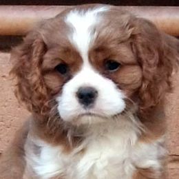 Cavalier King Charles Spaniels from Claymoore Cavaliers