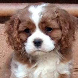 Cavalier King Charles Spaniels from Claymoore Cavaliers