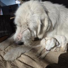 Sadie - Colorado Mountain Dog