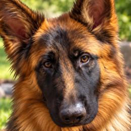 Adina - German Shepherd