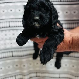 Brownie - Black and white male Cavapoo puppy in Woodleaf, North Carolina from Circle T Ranch K9s