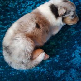 Canyon - Blue merle and white male Collie puppy in New Mexico from Red Canyon