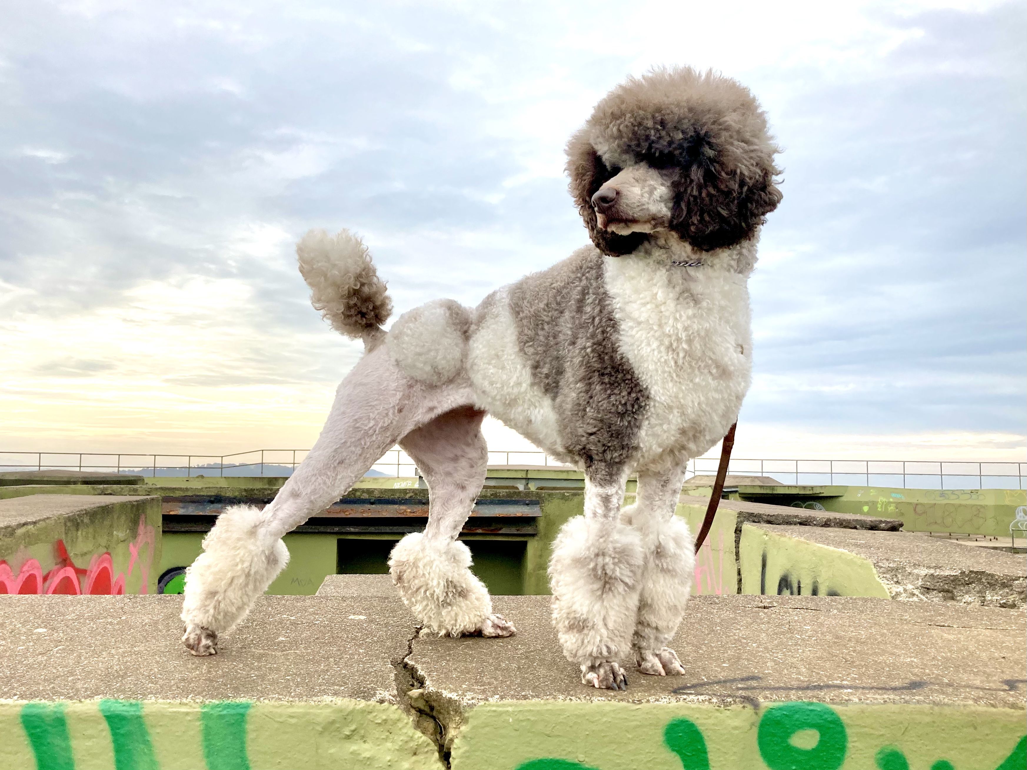 Mount Zion Kennels in Oregon Poodle puppies Good Dog