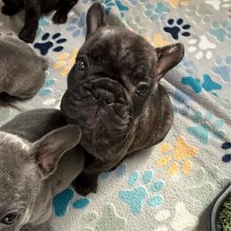 Brindle girl - Brindle female French Bulldog puppy in Livingston, Texas from Drake Home Frenchies
