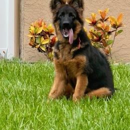 German Shepherd Puppies from Von Hazel Haus German Shepherds