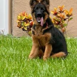 German Shepherd Puppies from Von Hazel Haus German Shepherds
