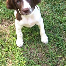 English Springer Spaniel Puppies from Bean Sidhe Springers