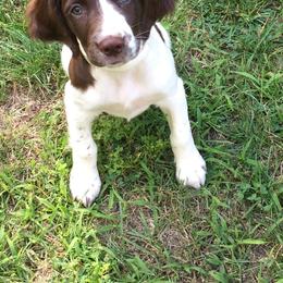 English Springer Spaniel Puppies from Bean Sidhe Springers