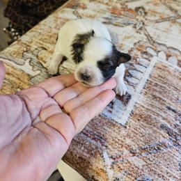 Dancer - Tri-color female Coton de Tulear puppy in Conrad, Iowa from Ferne's Kintana Cotons