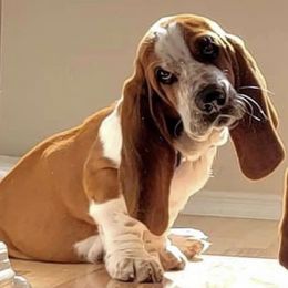 Basset Hounds and French Bulldogs from Melissa’s Adorable Bassets and Frenchies
