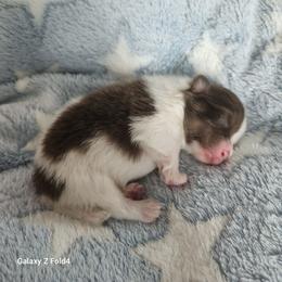 Chocolate Tri 3,500 dollars - Tri-colored male Pomeranian puppy in Amelia, Ohio from Boujee Puff Poms