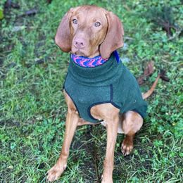 Vizslas from Thais Costa's Vizslas