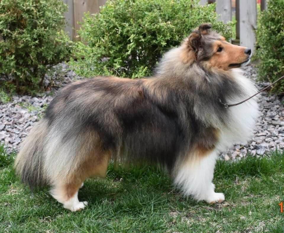 Weis Shelties in Minnesota Shetland Sheepdog puppies Good Dog