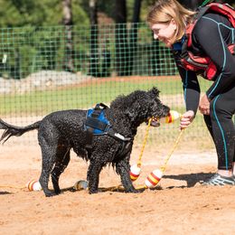 Portuguese Water Dog All Grown Up from Belladonna Farm Portuguese Water Dogs
