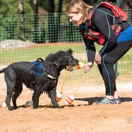 Portuguese Water Dog All Grown Up from Belladonna Farm Portuguese Water Dogs