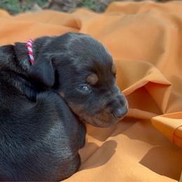 Autumn - Black and rust female Doberman Pinscher puppy in Toney, Alabama from Bhon Mhuir Dobermanns
