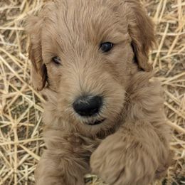 Goldendoodles from Bennett Puppies