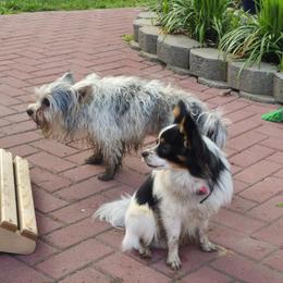 Biewer Terrier and Papillon All Grown Up from Southern Belle's Biewer Terriers & Papillons