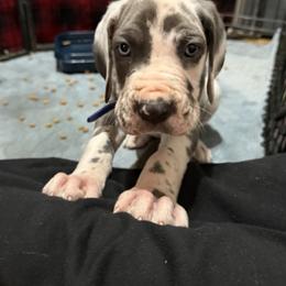 Thanos - Harlequin male Great Dane puppy in Russellville, Arkansas from River Valley Great Danes & Miniature Schnauzers