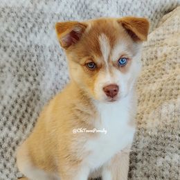 Pomsky Puppies from Chi-Town Pomsky