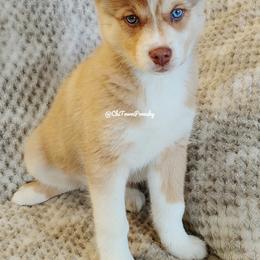 Pomsky Puppies from Chi-Town Pomsky