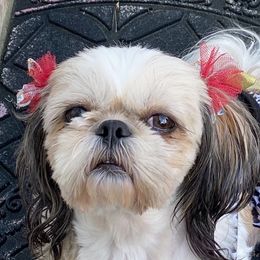 Tina - Shih Tzu