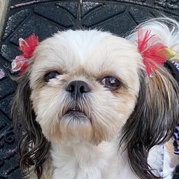 Tina - Shih Tzu