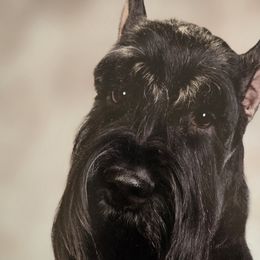 Giant Schnauzers from Kaiser's Giants