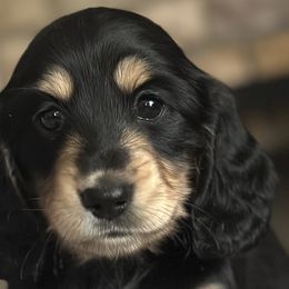 Dachshunds from Southern Sash Doxies