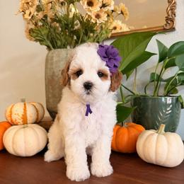Roxy - Blenheim female Cavapoo puppy in Pleasant Grove, Utah from Destination Doodles