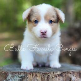Beethoven - Sable and white male American Corgi puppy in Cameron, North Carolina from Butts Family Corgis