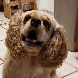 Lady - Cocker Spaniel
