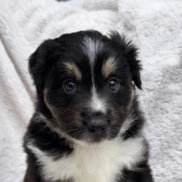 Toffee - Black tri female Miniature Australian Shepherd puppy in Murfreesboro, Tennessee from Skye’s Waggin’ Aussies