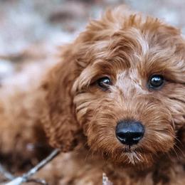 Goldendoodles from Mother of Golden Doodles