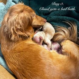 Dachshund puppies from GretaLo Dachshunds