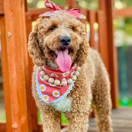 Concha - Goldendoodle
