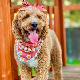 Concha - Goldendoodle
