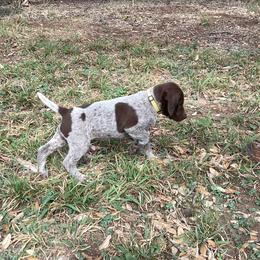 German Shorthaired Pointer Puppies from Hunting S Kennel