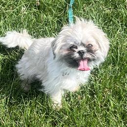 Coco - Shih Tzu