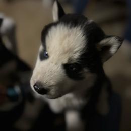 Girl 2 - Black and white female Siberian Husky puppy in Semmes, Alabama from K & R Huskies