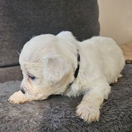 Teddy- black collar - White male Bichon Frise puppy in Carthage, Missouri from Cooley's Cuddle Pups